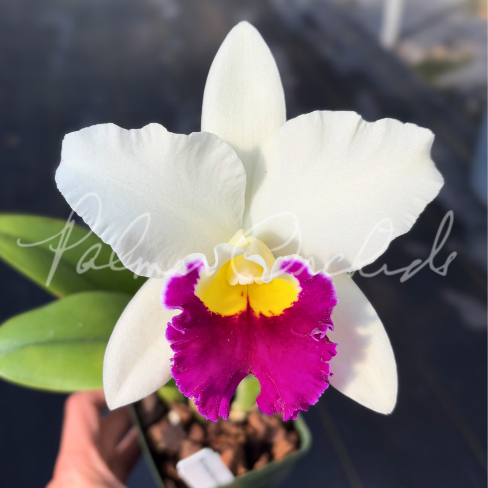 Rth. Hawaii Island Mint — Palmer Orchids